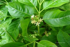 Dysoxylum binectariferum